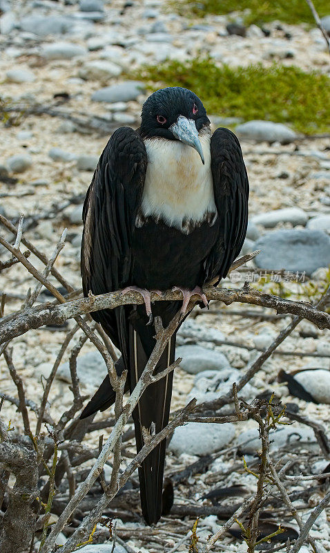 大军舰鸟(Fregata minor)是军舰鸟家族中的大型海鸟。主要的筑巢种群在热带太平洋，如夏威夷和Galápagos群岛。厄瓜多尔基诺维萨岛的塔岛。